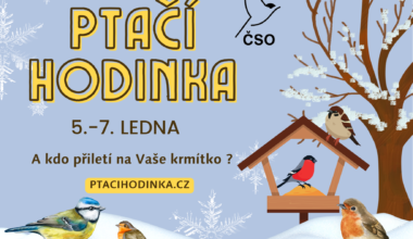 Ptačí hodinka
